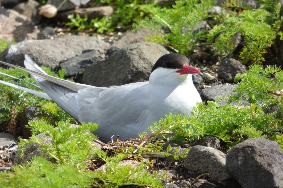 Arctic Tern - ML621607538