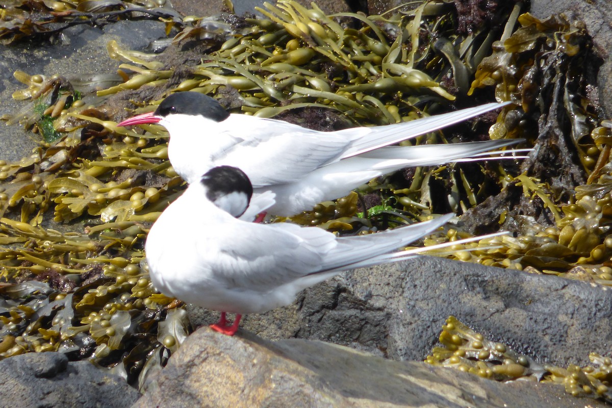 Arctic Tern - ML621607539