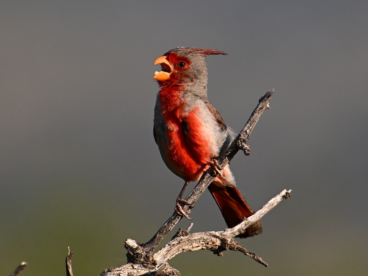 Pyrrhuloxia - ML621607553