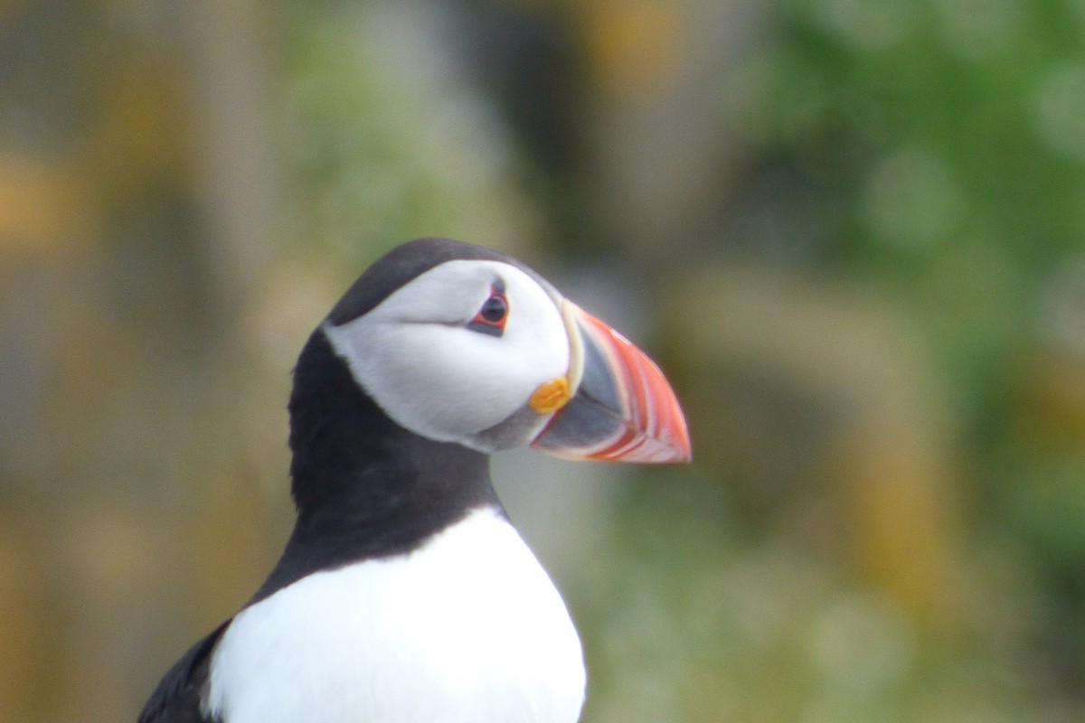 Atlantic Puffin - Javier Prieta