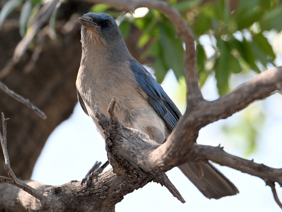 Mexican Jay - ML621607594