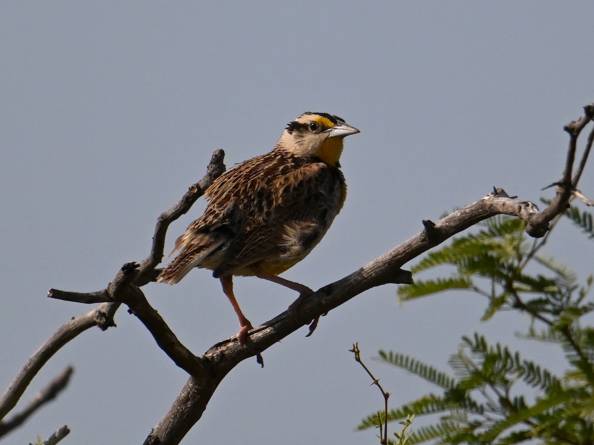 Chihuahuan Meadowlark - ML621607600