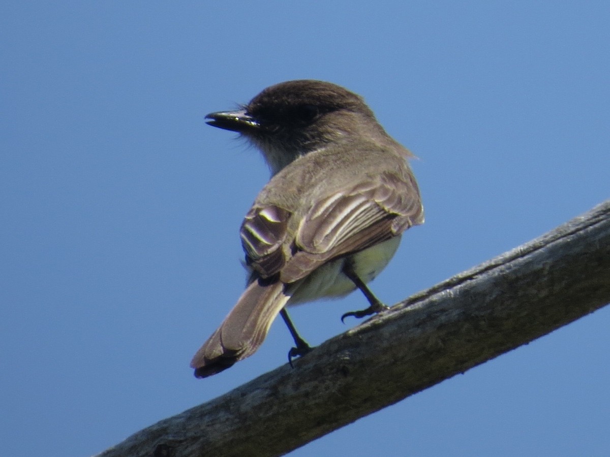 Eastern Phoebe - ML62160761