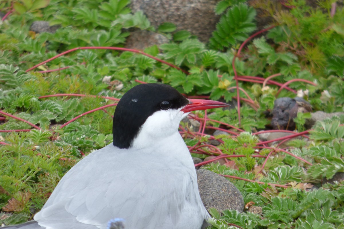 Arctic Tern - ML621607682