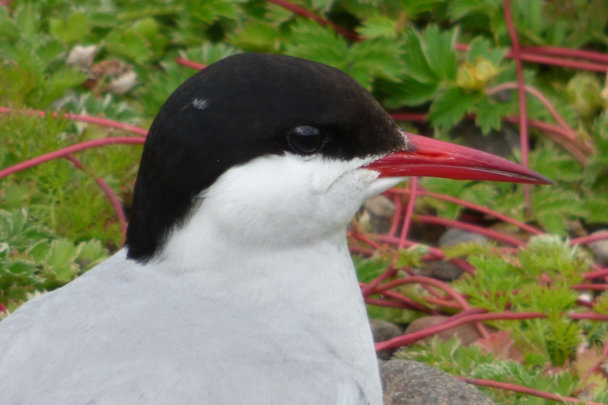 Arctic Tern - ML621607684