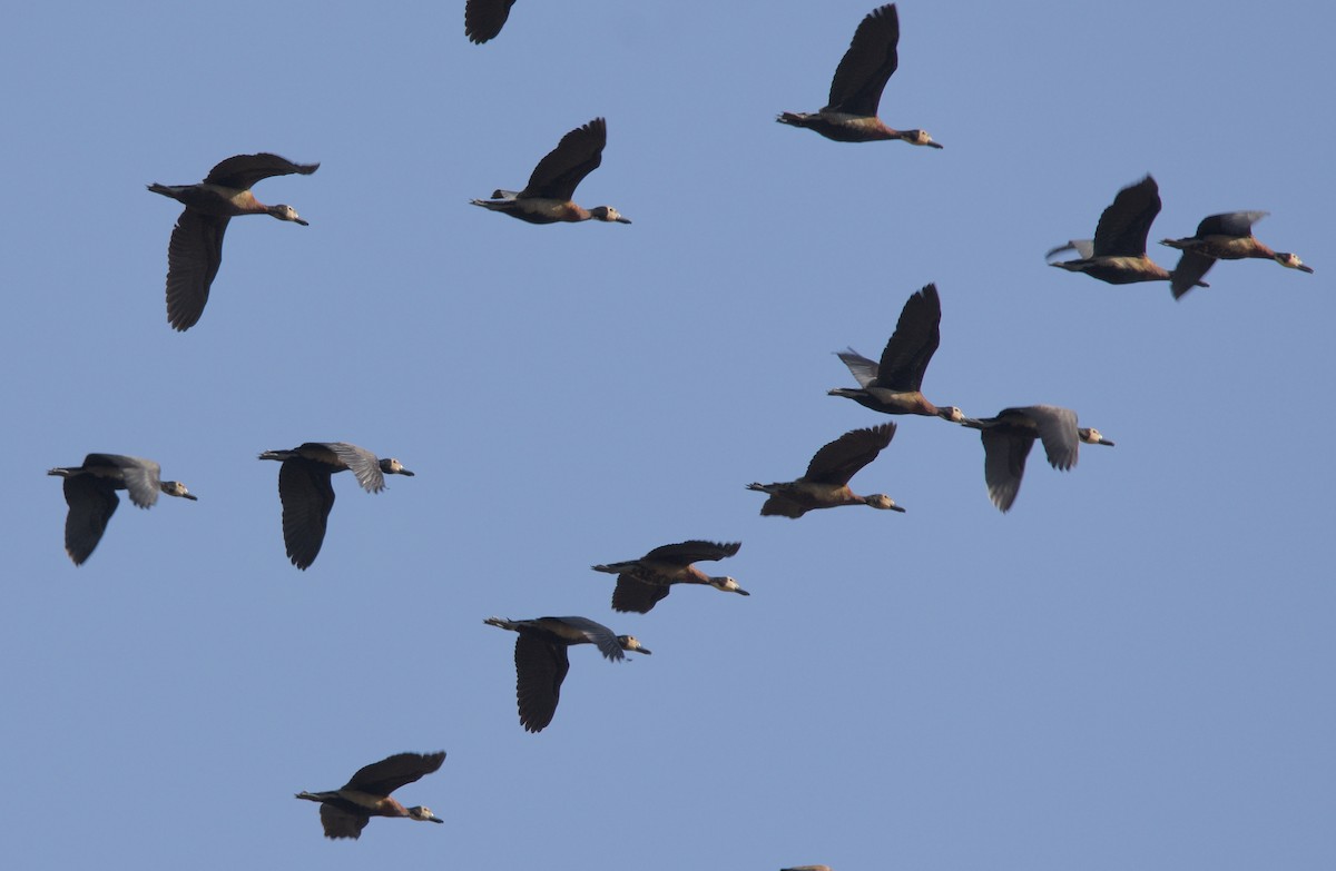 White-faced Whistling-Duck - ML621607766