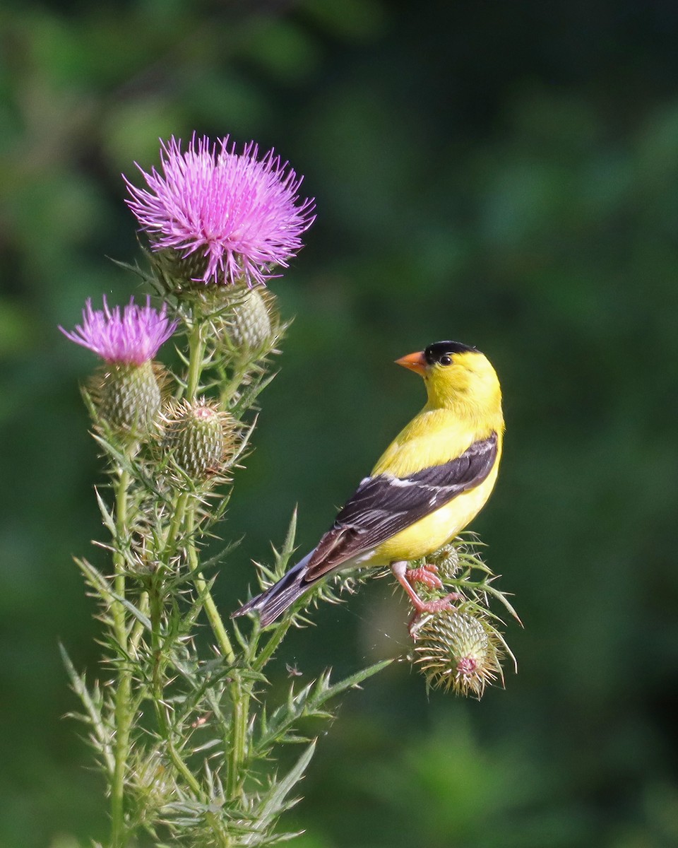 American Goldfinch - Dan Kempf