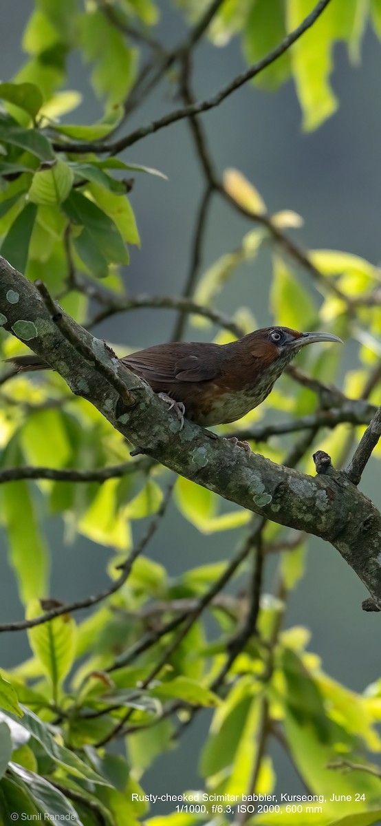 Rusty-cheeked Scimitar-Babbler - ML621607849