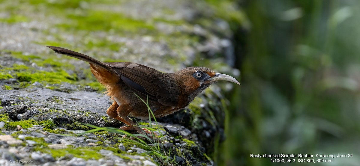 Rusty-cheeked Scimitar-Babbler - ML621607850