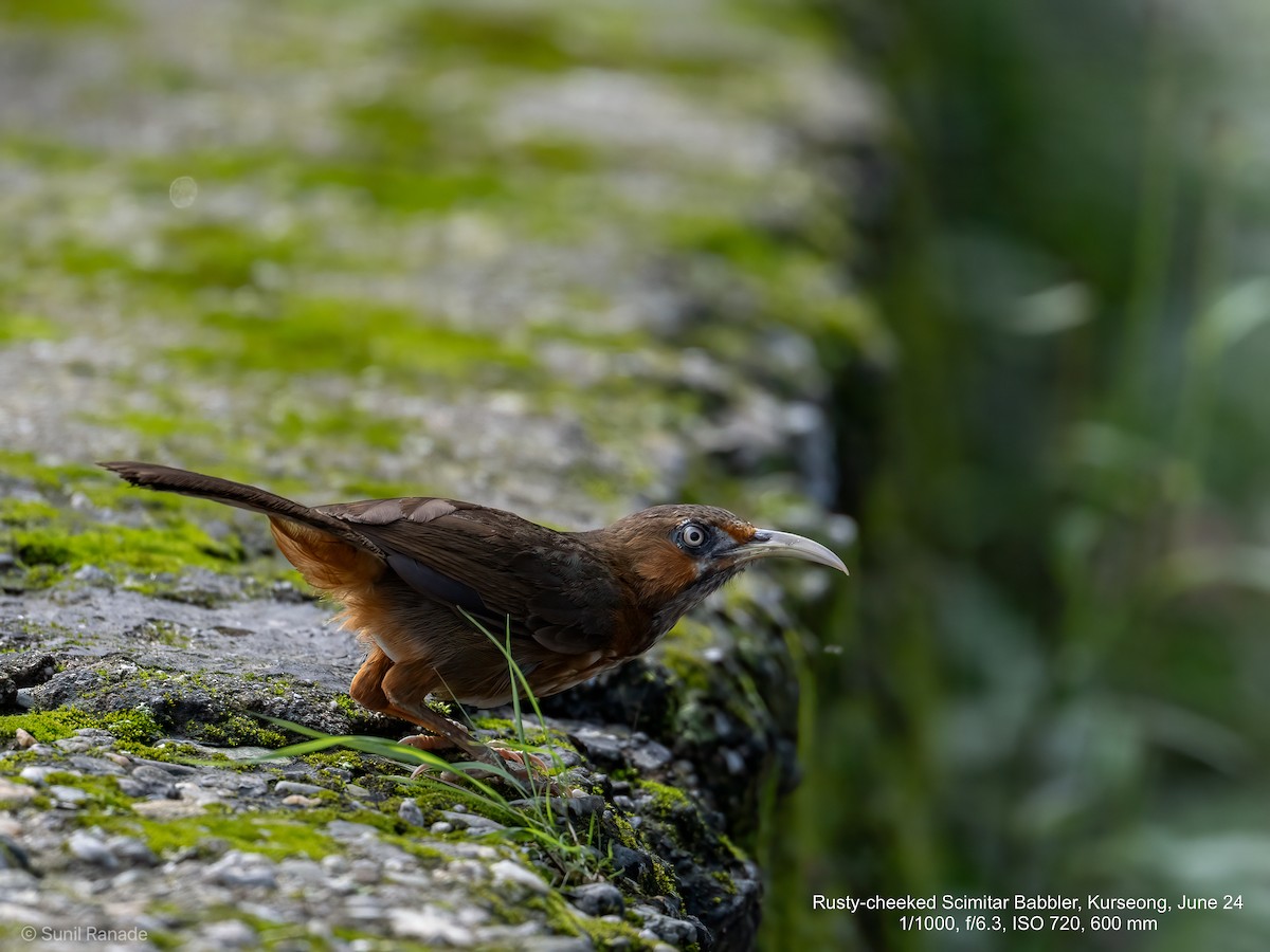 Rusty-cheeked Scimitar-Babbler - ML621607851