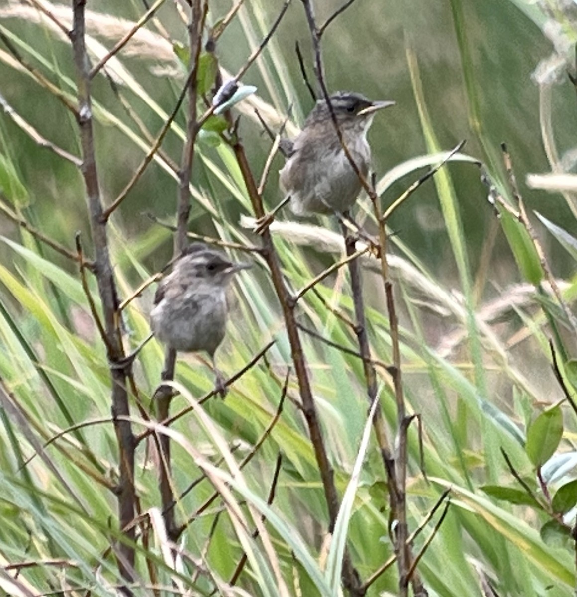 Marsh Wren - ML621607896