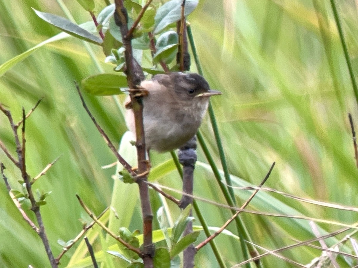 Marsh Wren - ML621607897