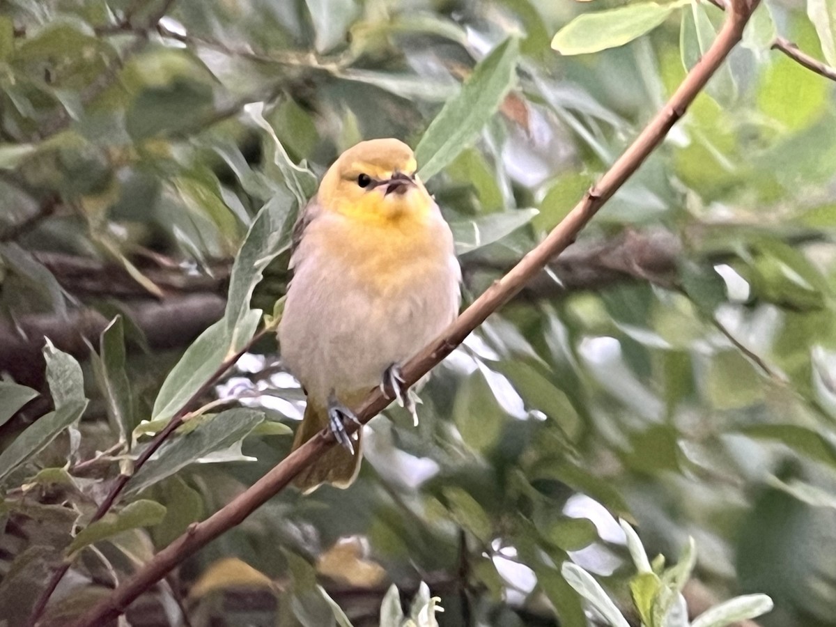 Bullock's Oriole - ML621607910