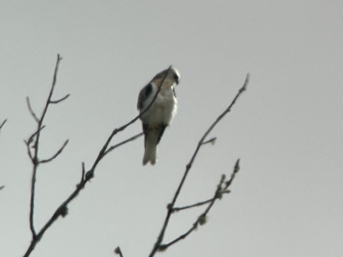 White-tailed Kite - ML621607915