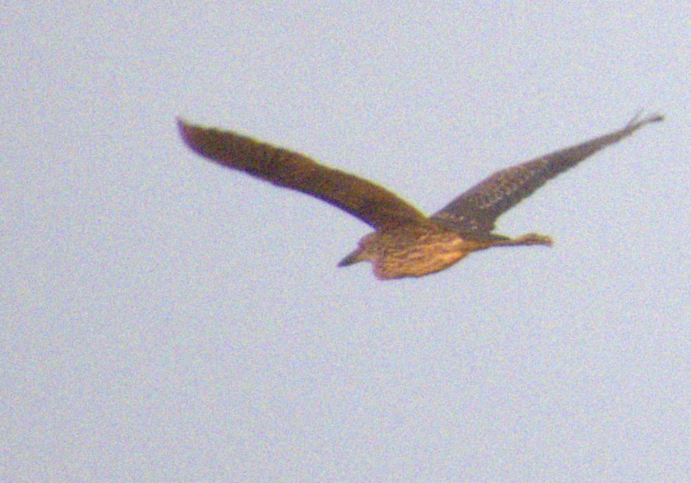 Yellow-crowned Night Heron - ML621608004