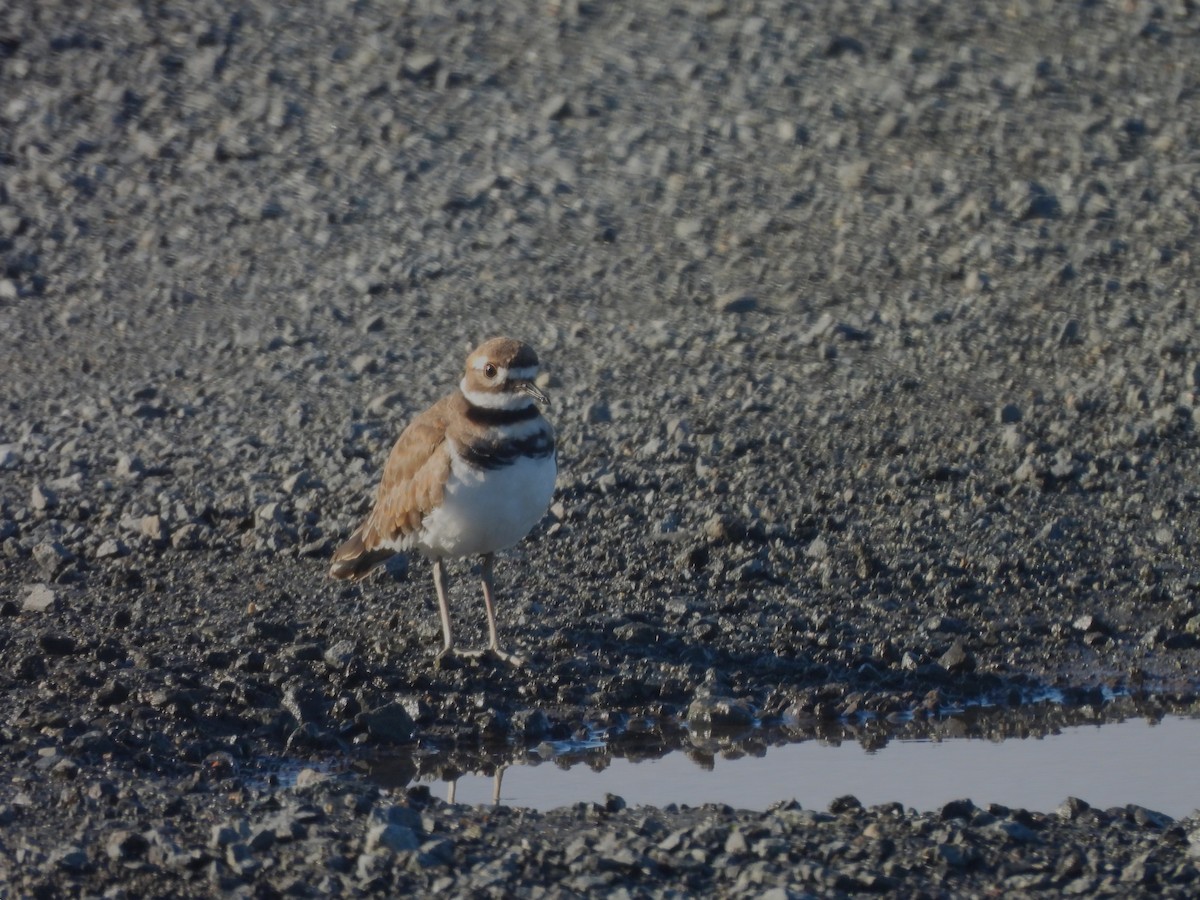 Killdeer - ML621608025