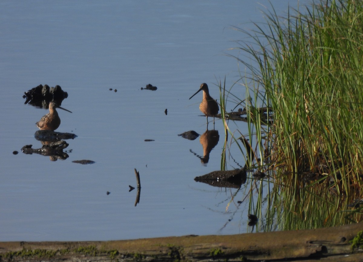 Long-billed Dowitcher - ML621608051