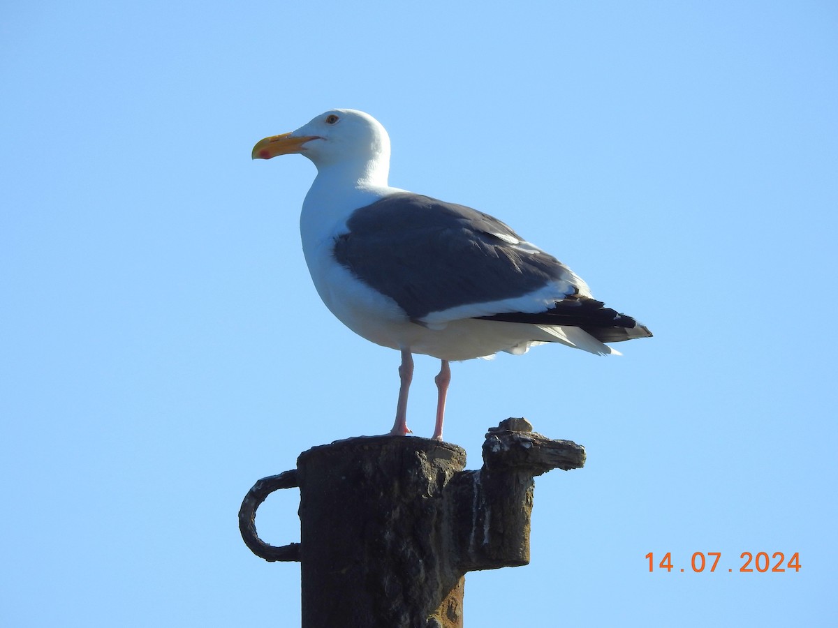 Western Gull - ML621608053