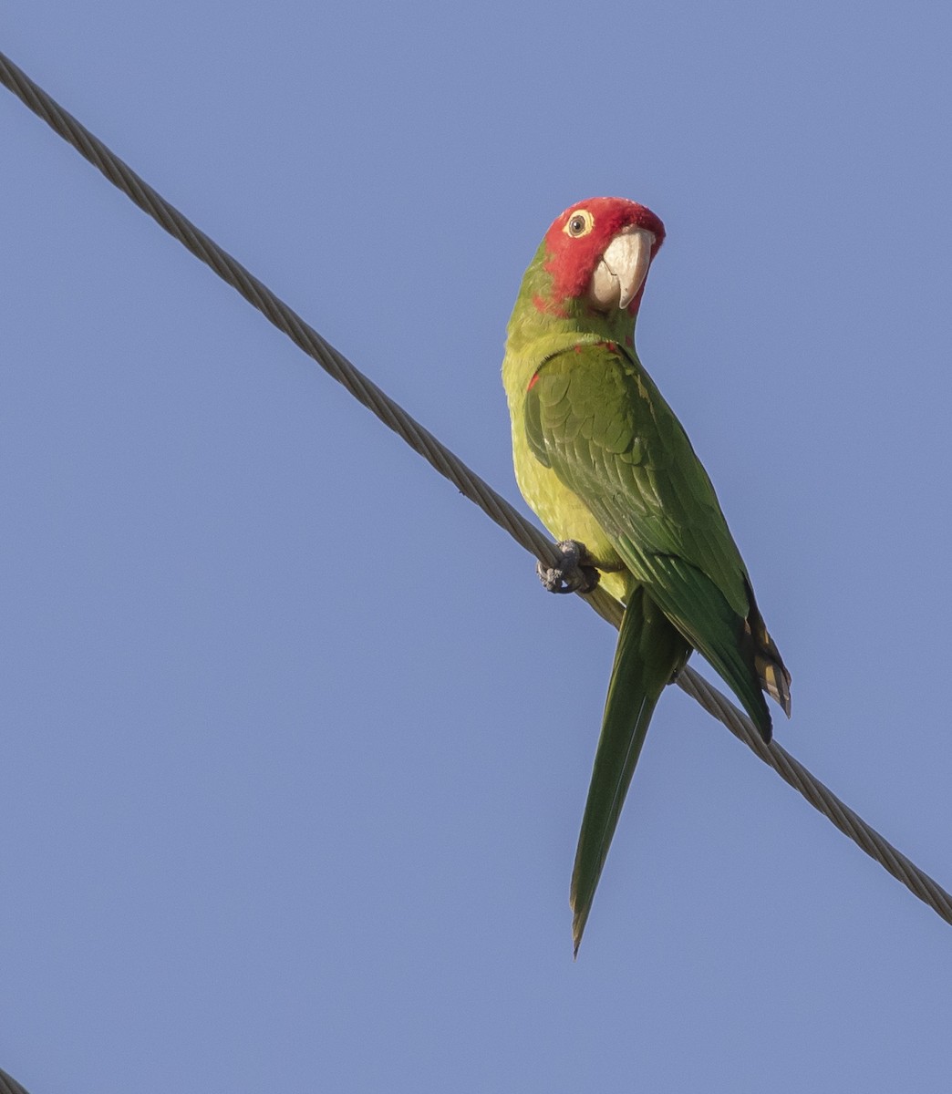 Red-masked Parakeet - ML621608131