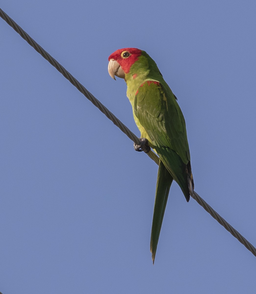 Red-masked Parakeet - ML621608132