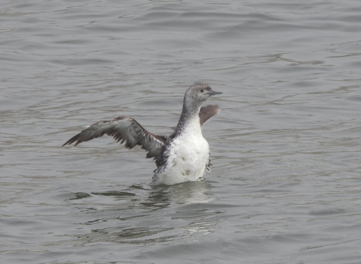 Red-throated Loon - ML621608209