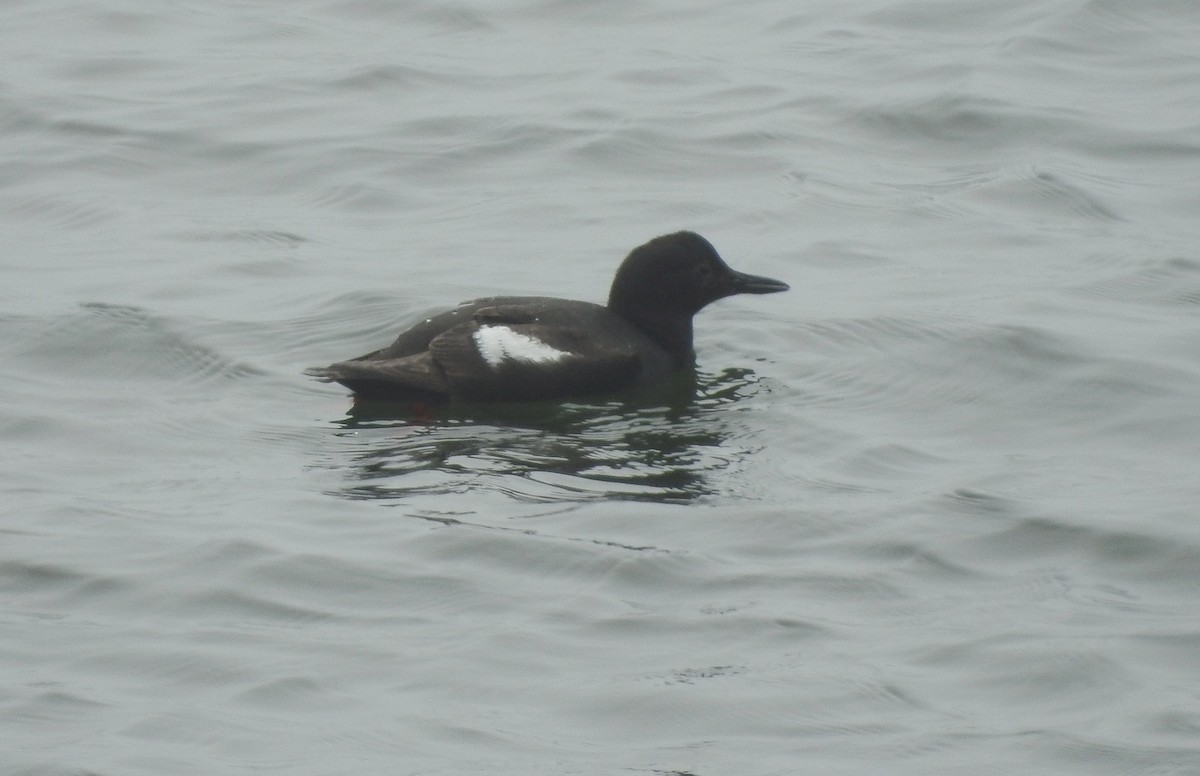 Pigeon Guillemot - ML621608224