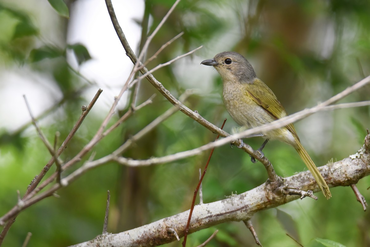 Olive Bushshrike - Regard Van Dyk