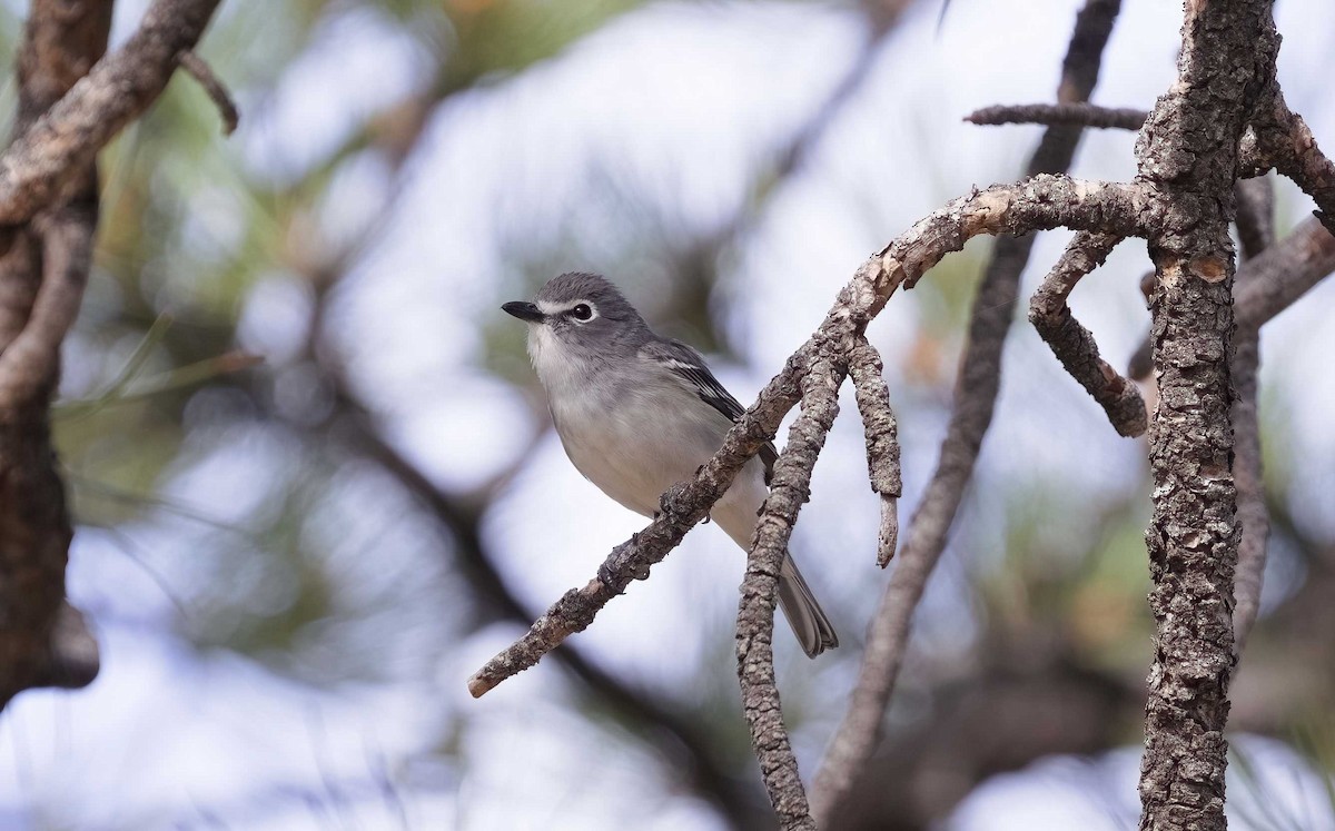 Plumbeous Vireo - ML621608260