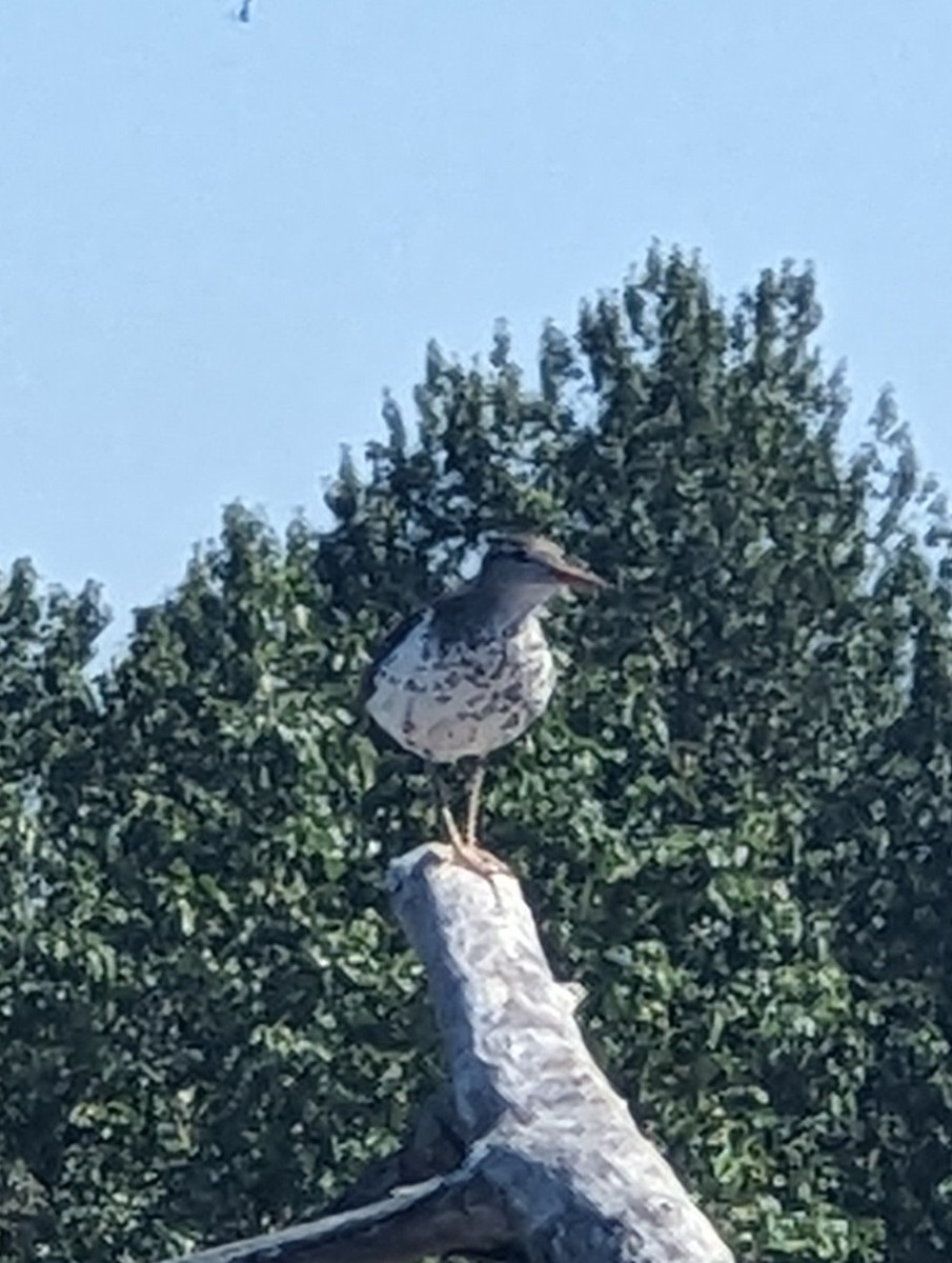 Spotted Sandpiper - ML621608278