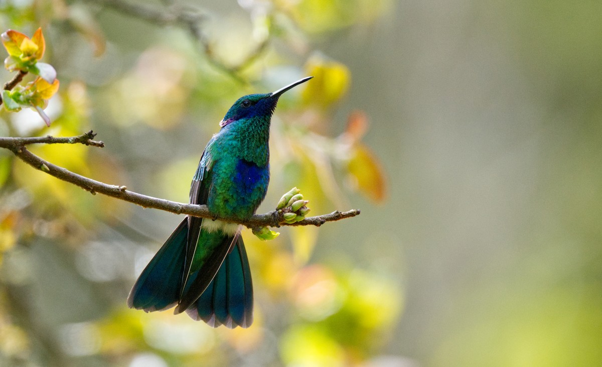 Colibrí Rutilante - ML621608302