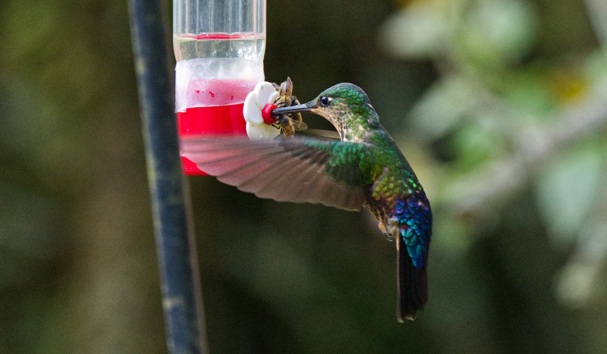 Blue-throated Starfrontlet - Travis Vance