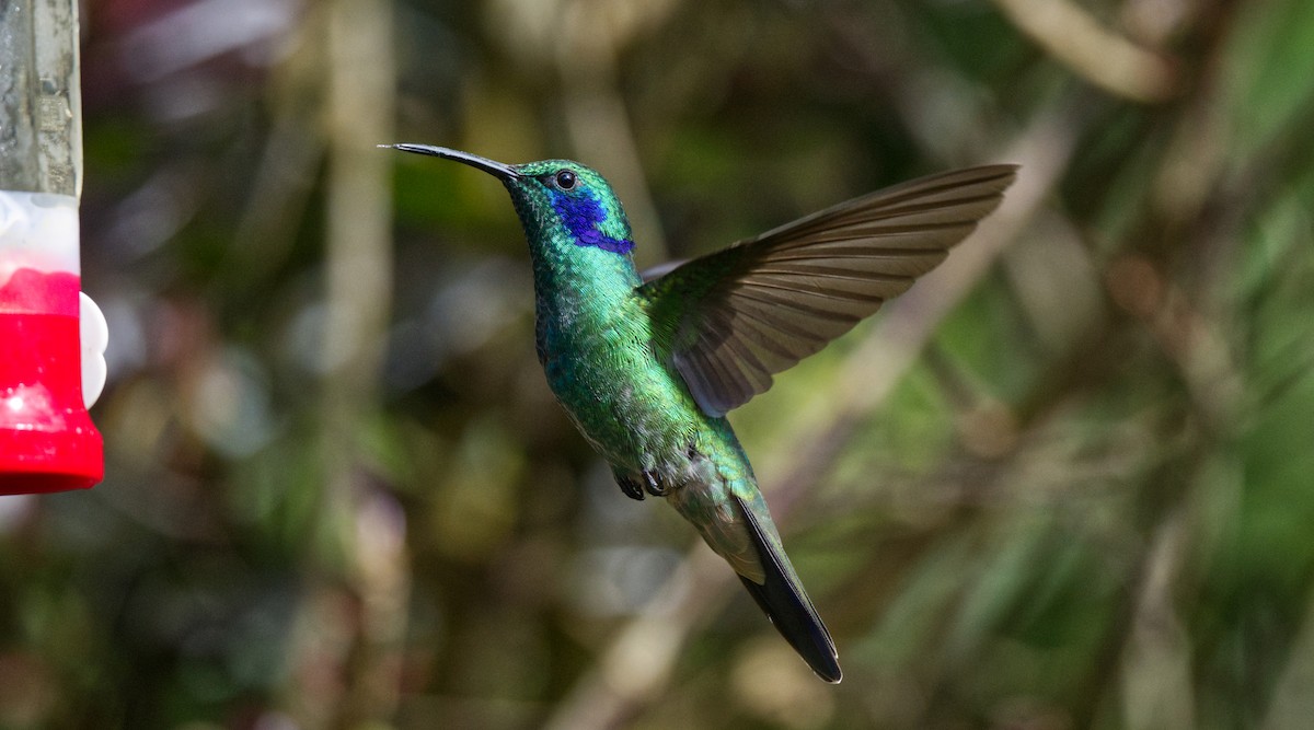 Colibrí Oreja Violeta Menor - ML621608320