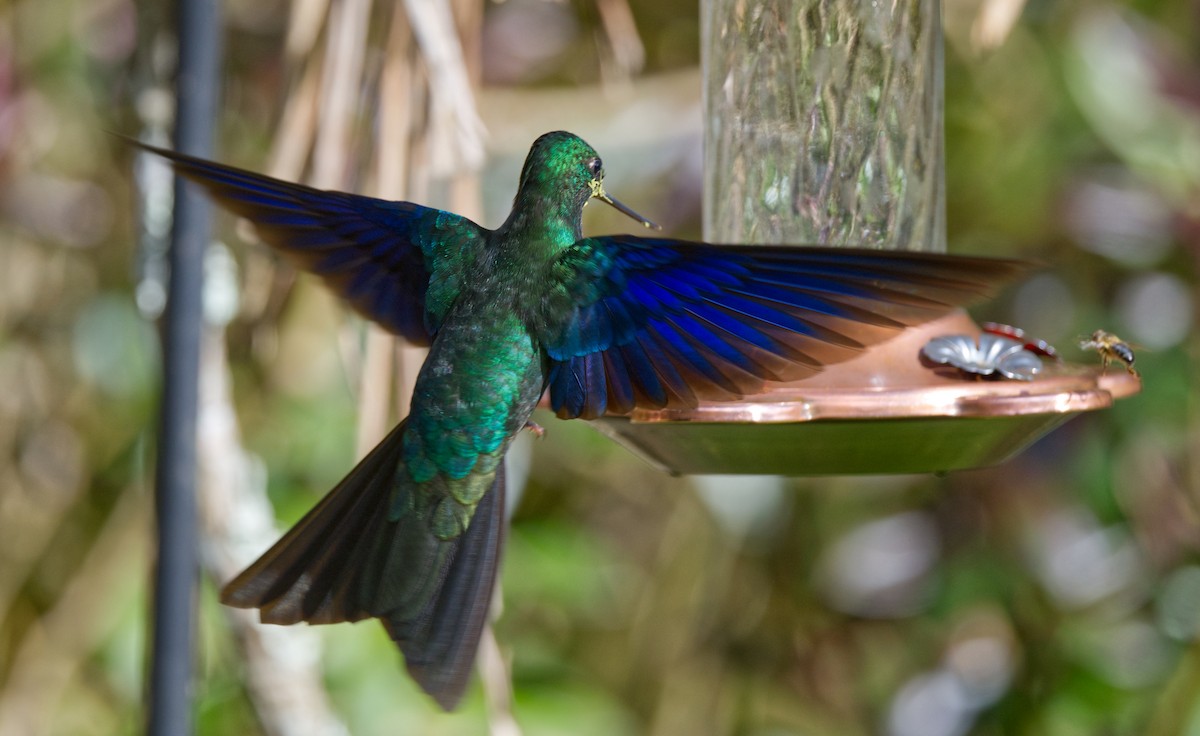 Colibrí Aliazul - ML621608337