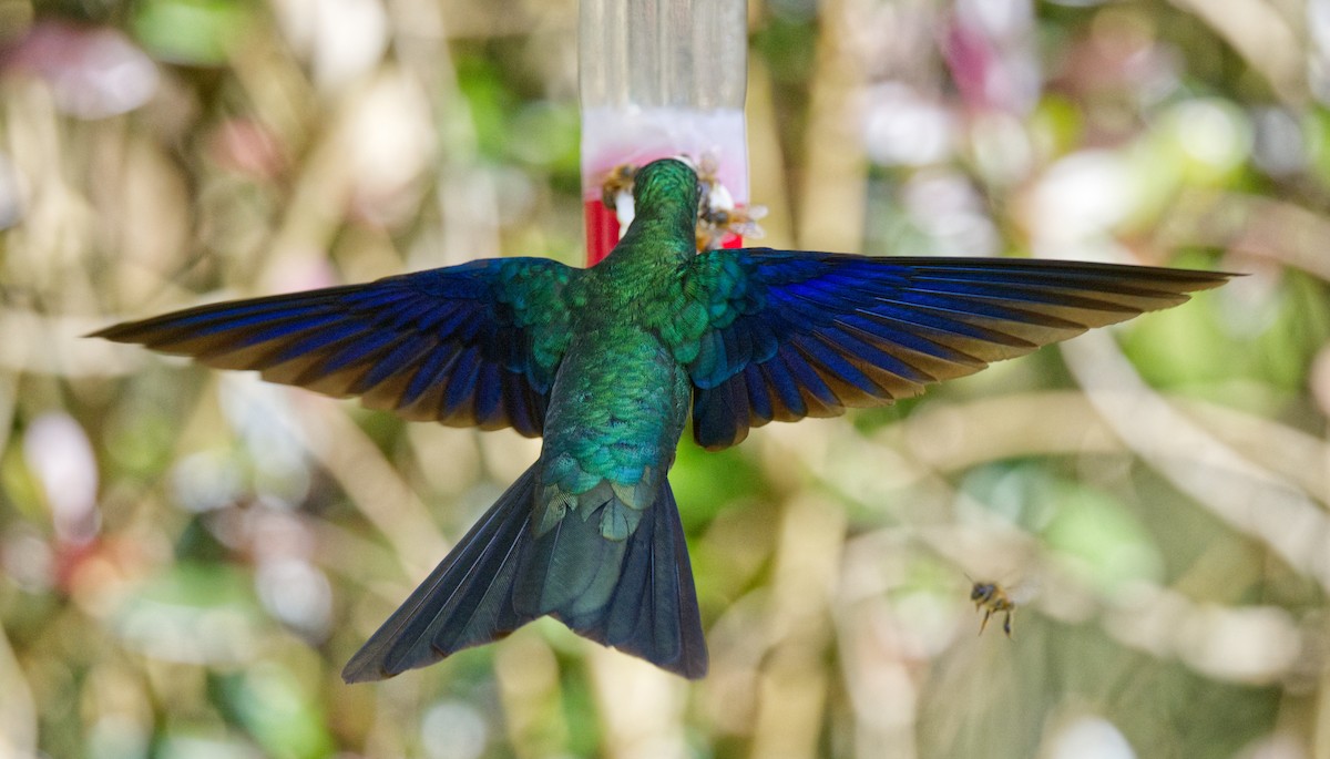 Colibrí Aliazul - ML621608338