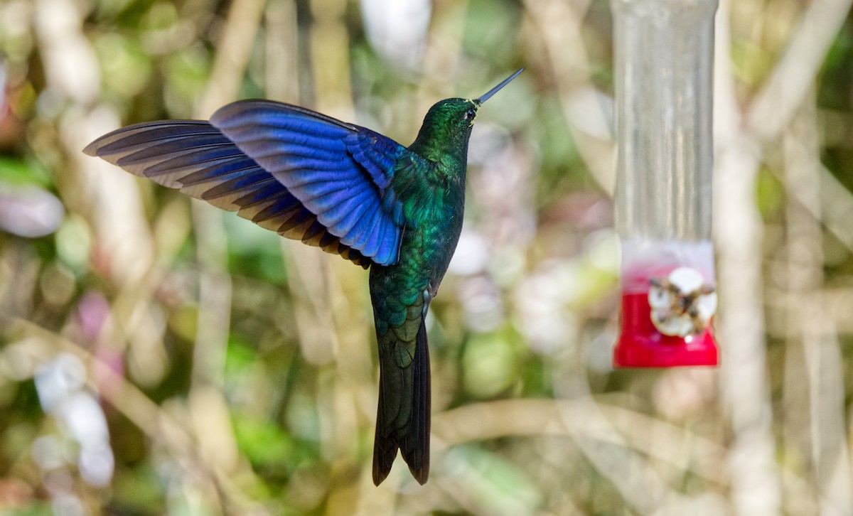 Colibrí Aliazul - ML621608340