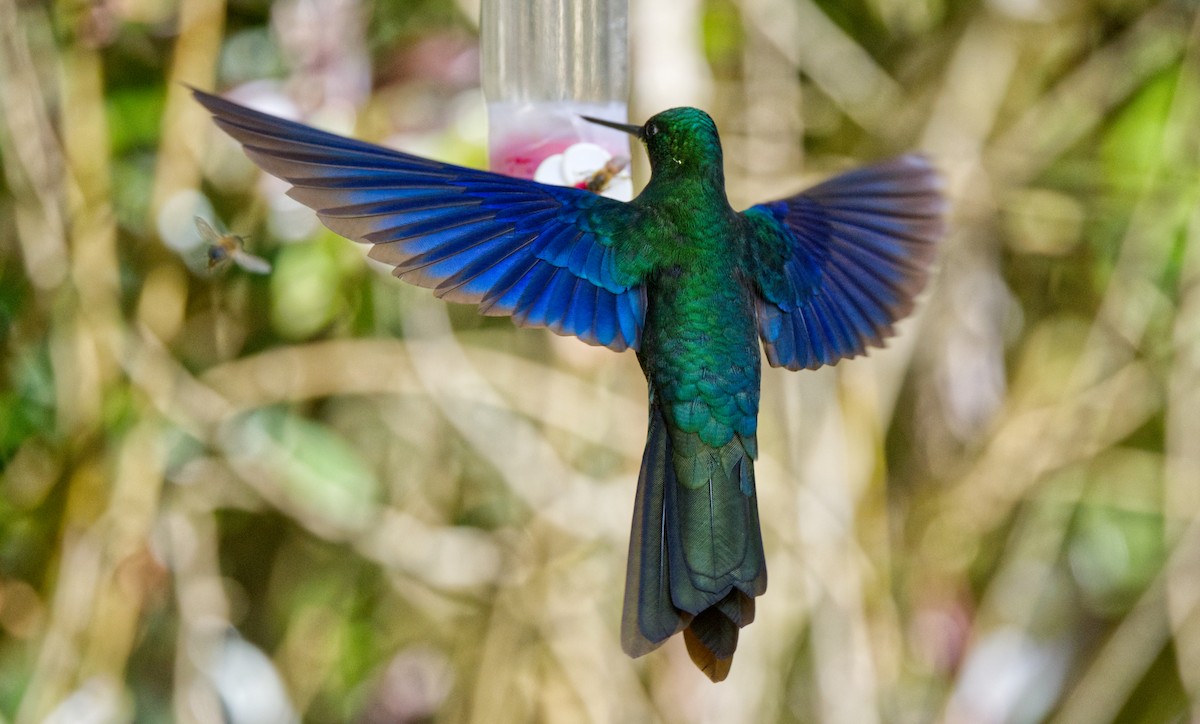 Colibrí Aliazul - ML621608341