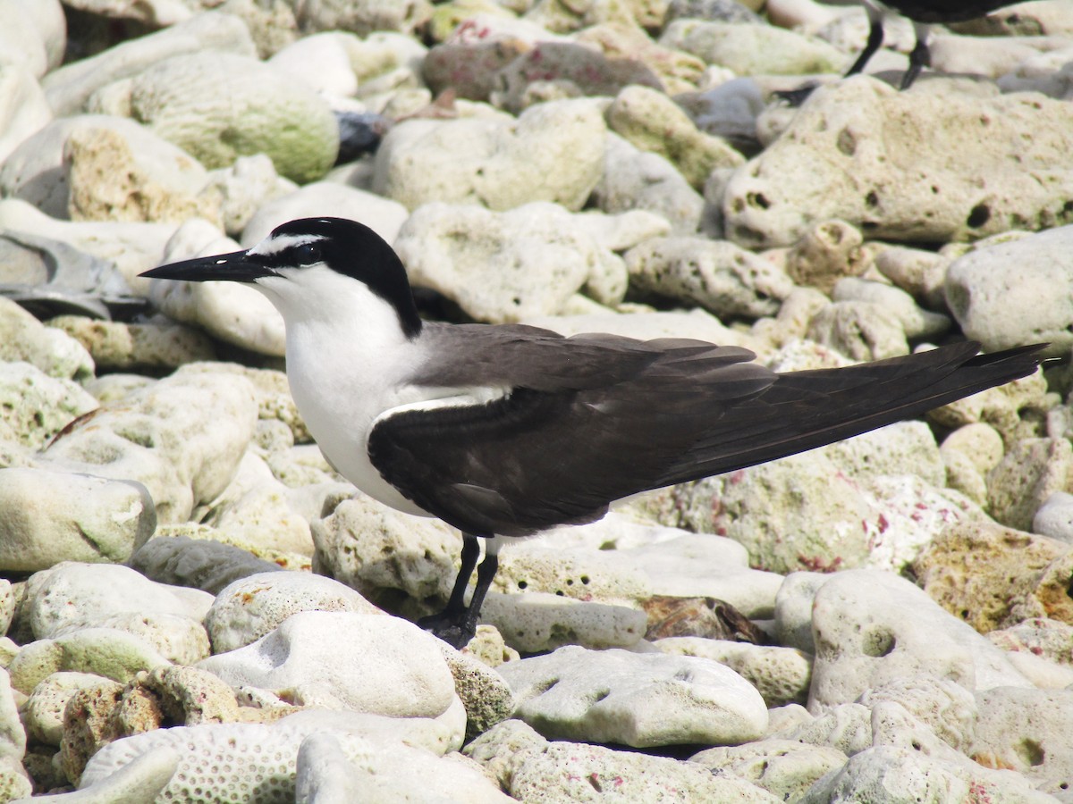 Bridled Tern - ML621608343