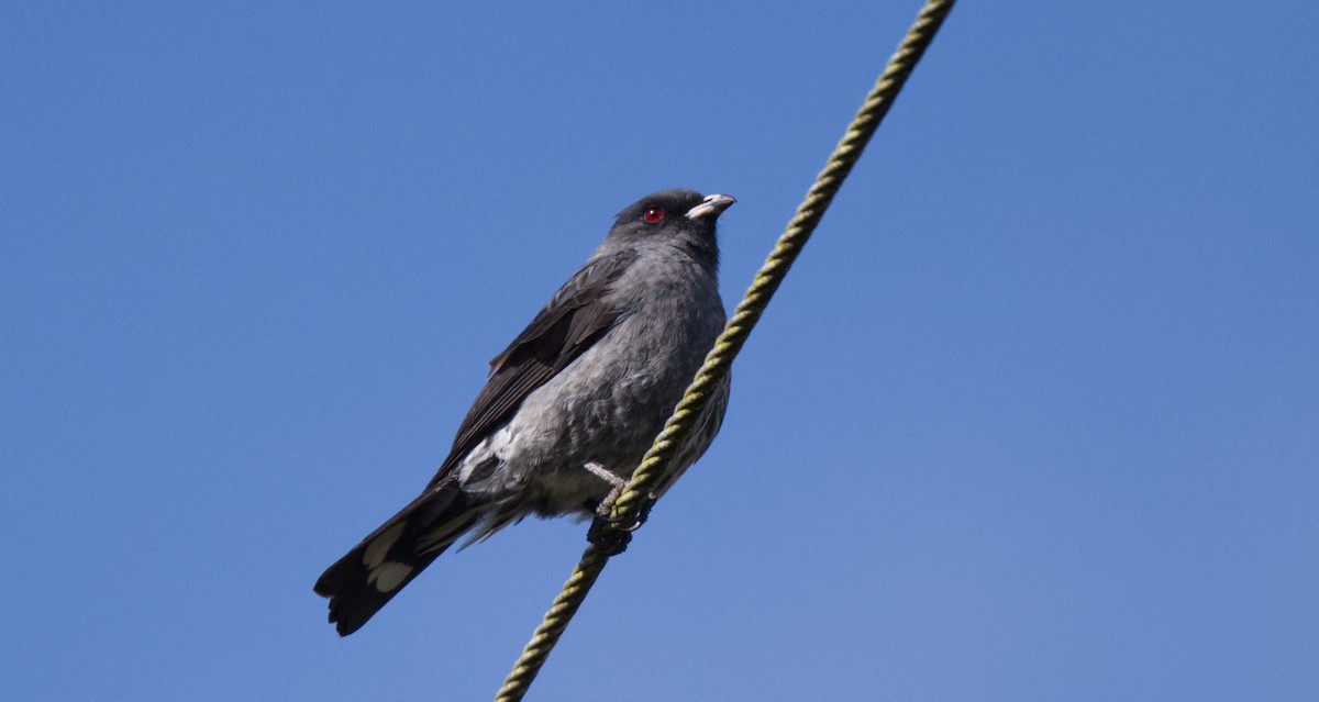 Cotinga Crestirrojo - ML621608396