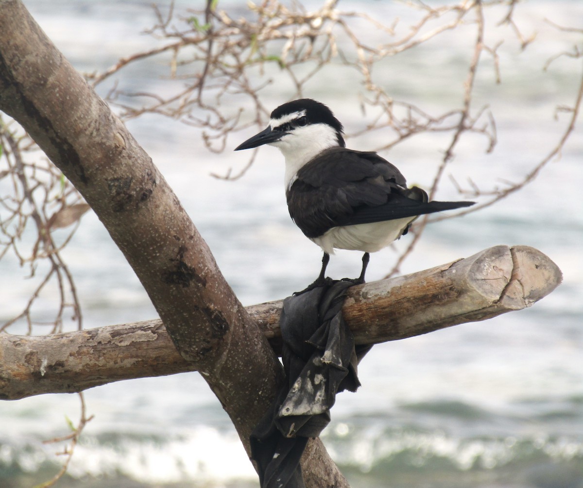 Bridled Tern - Liliana Matute Mandujano