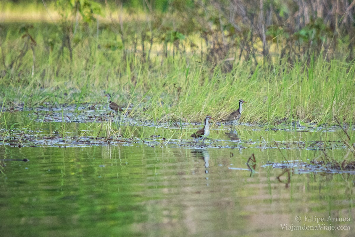 Jacana Suramericana - ML621608458