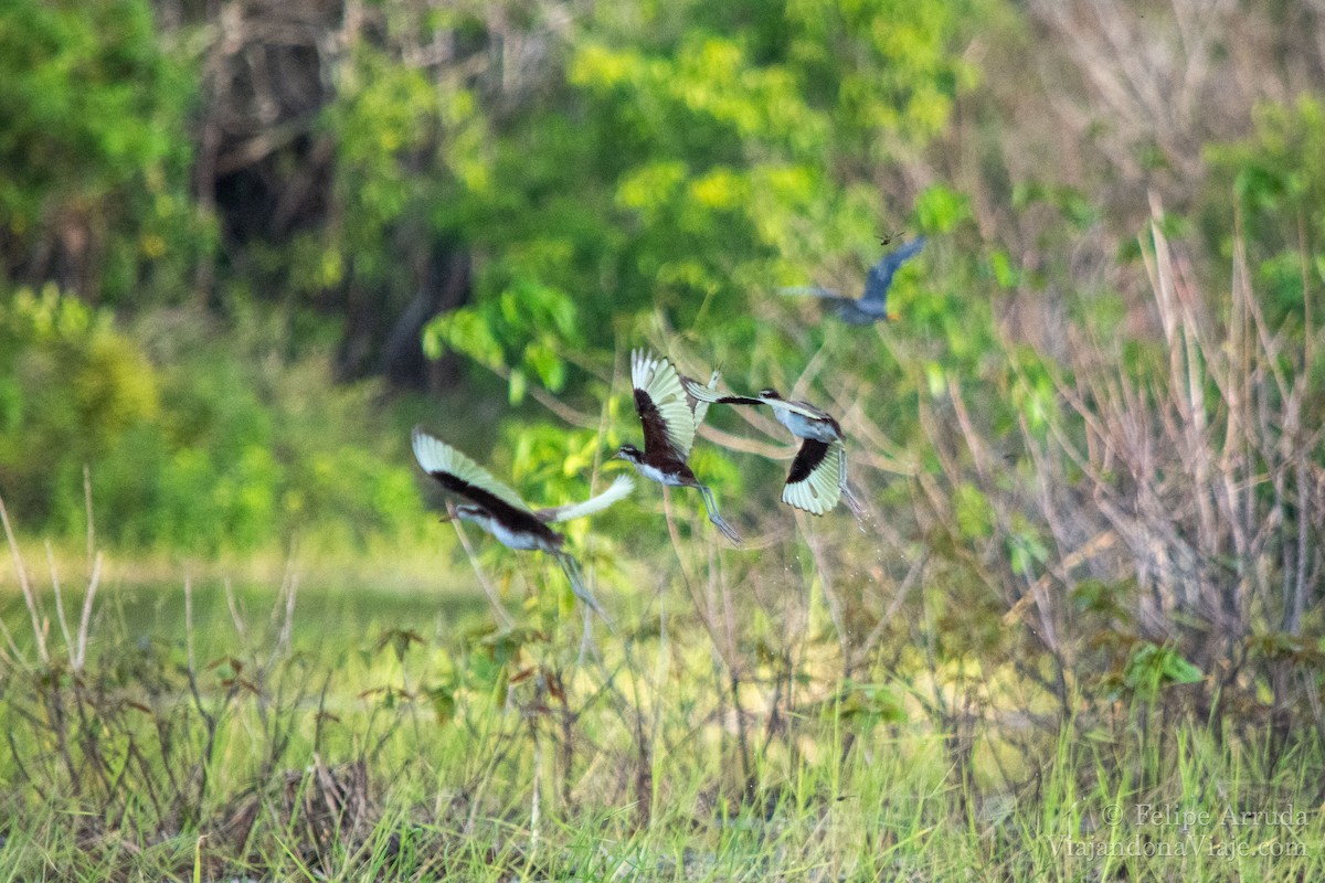 Jacana Suramericana - ML621608459