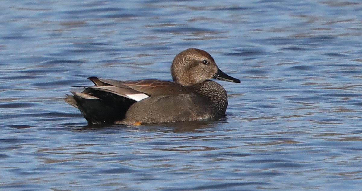 Gadwall - ML621608493