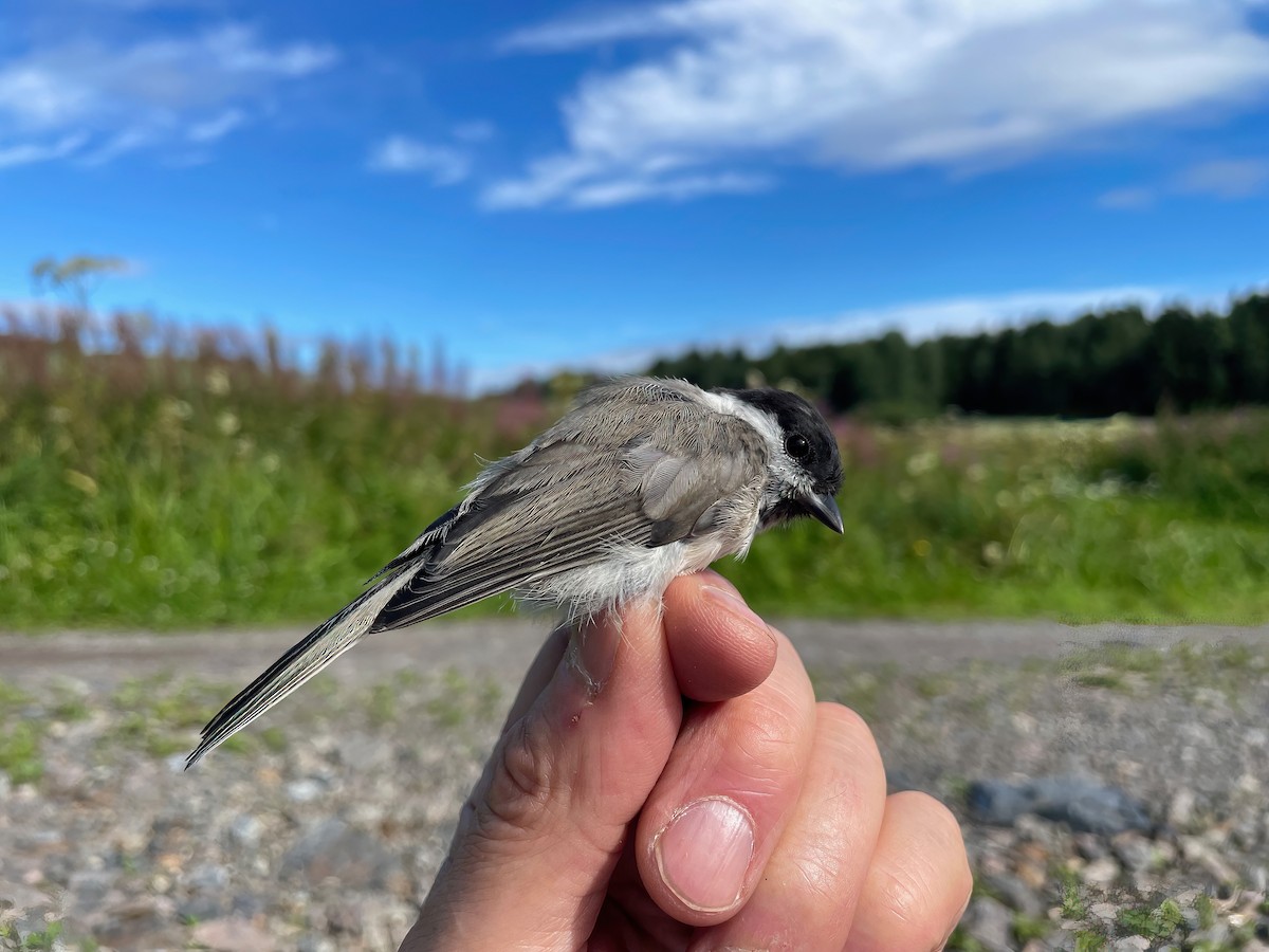 Mésange nonnette - ML621608494