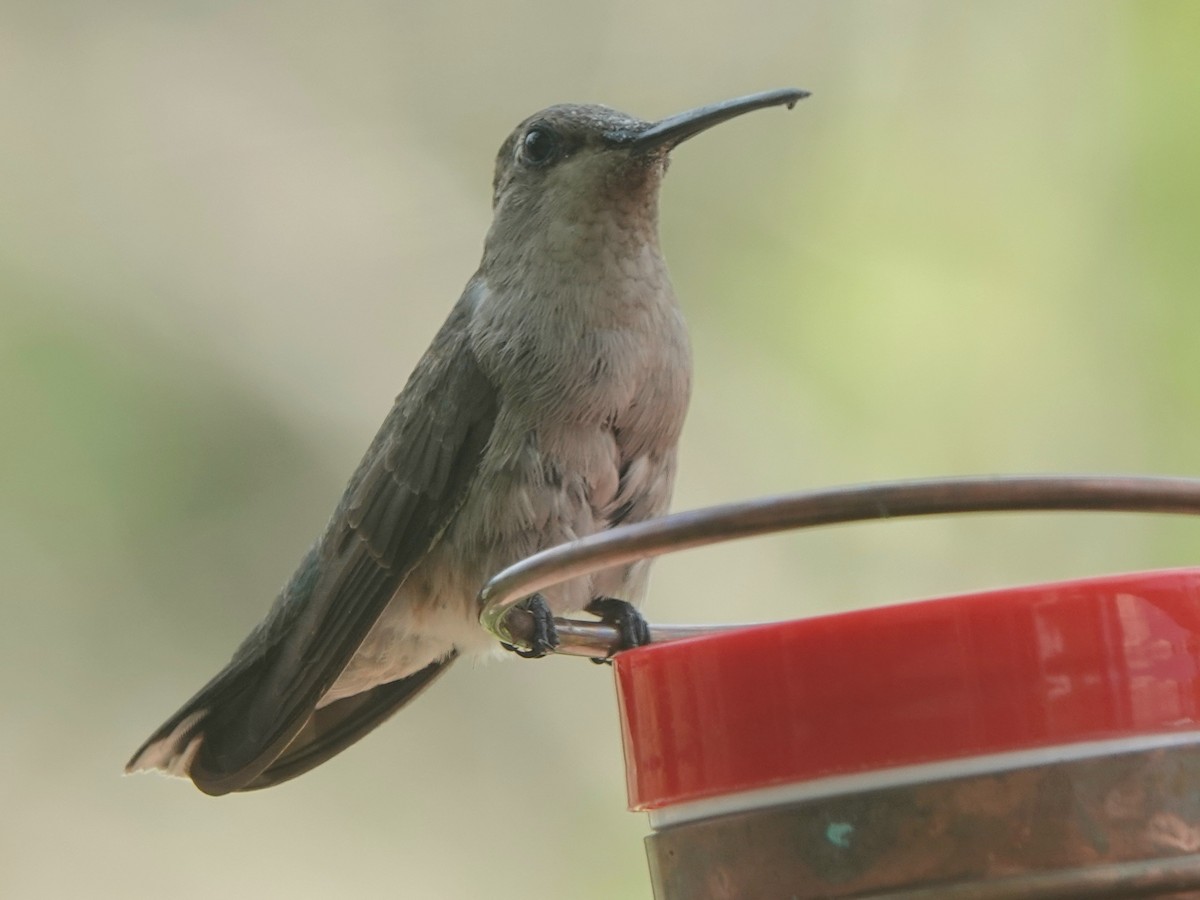 Black-chinned Hummingbird - ML621608556