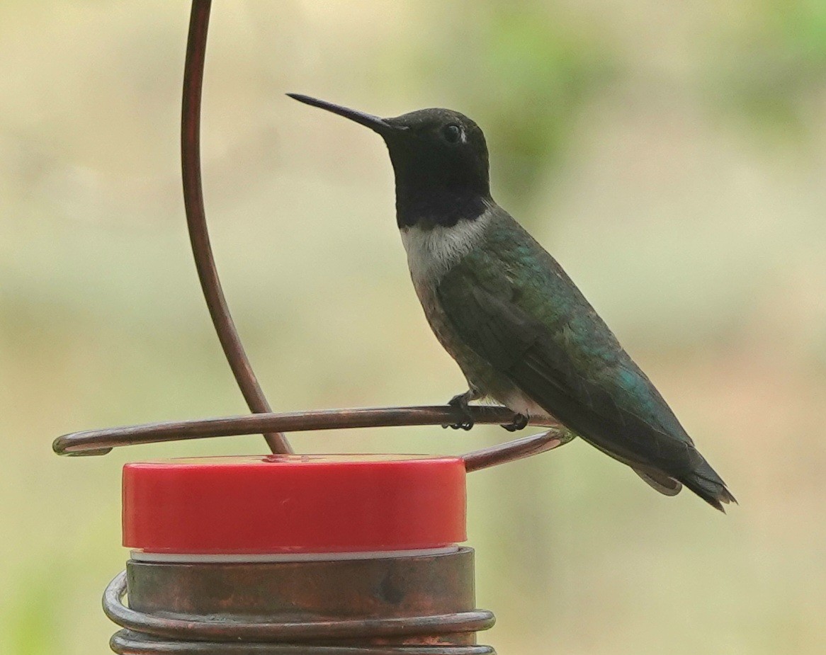 Black-chinned Hummingbird - ML621608557