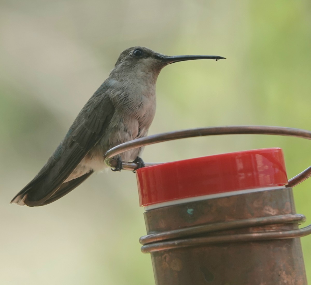 Black-chinned Hummingbird - ML621608559