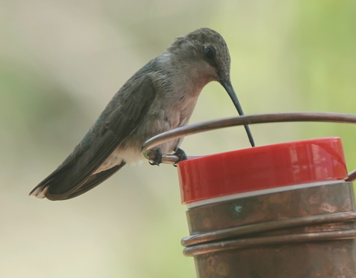 Black-chinned Hummingbird - ML621608560