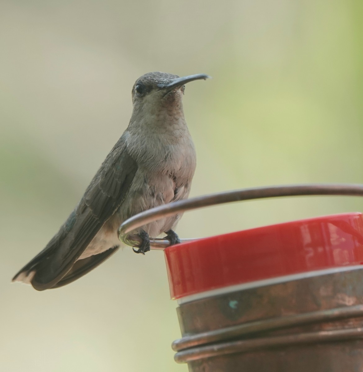 Black-chinned Hummingbird - ML621608561