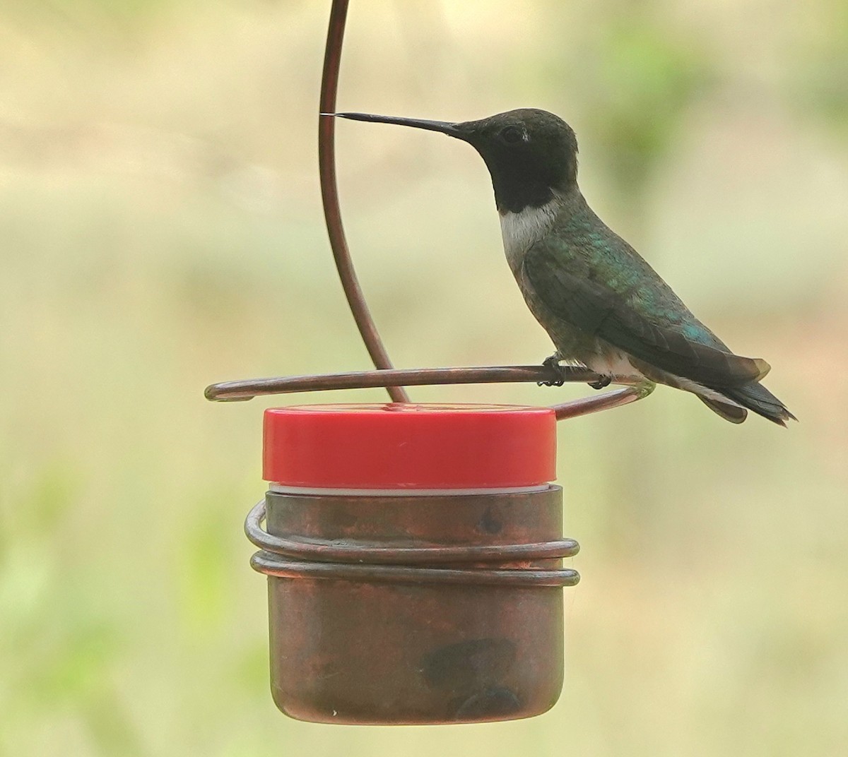 Black-chinned Hummingbird - ML621608562