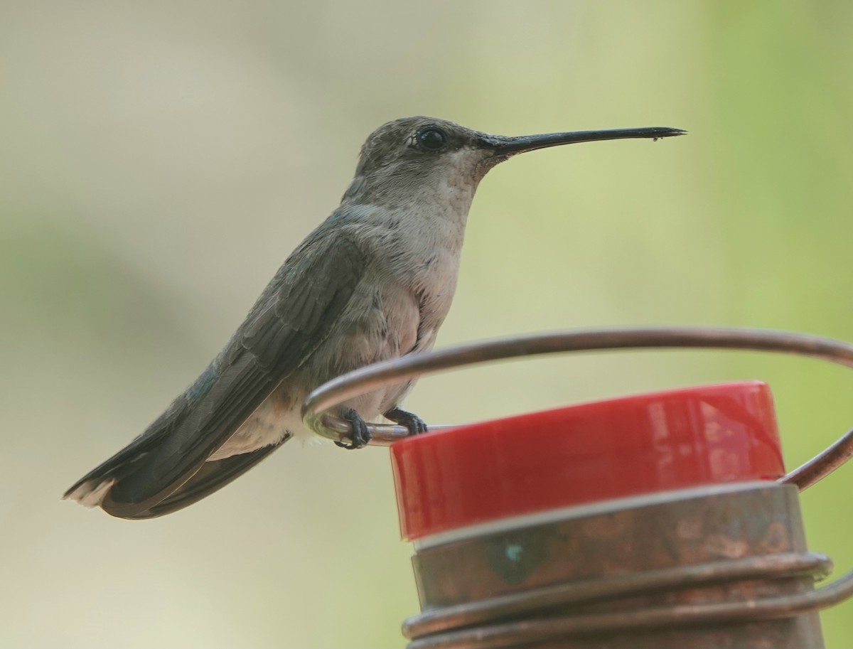 Black-chinned Hummingbird - ML621608564